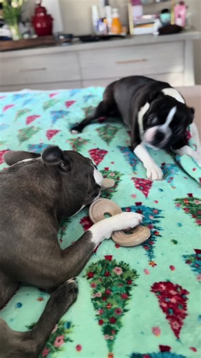 Don’t touch my bone . Rocco doesn’t even care for the bone but he gets it to make her mad 😂#bostonterrier #bostonterriersoftiktok #dogsoftiktok