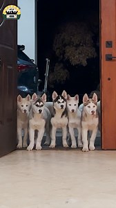 5M views · 288K reactions | We rescued not one, not two, not three...but eight husky puppies ❤️ | The Asher House | Facebook