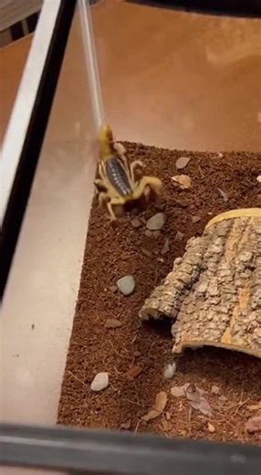 terrarium #AnimalFight #MiniEcosystem #Wildlife #PredatorVsPrey #TerrariumSurvival