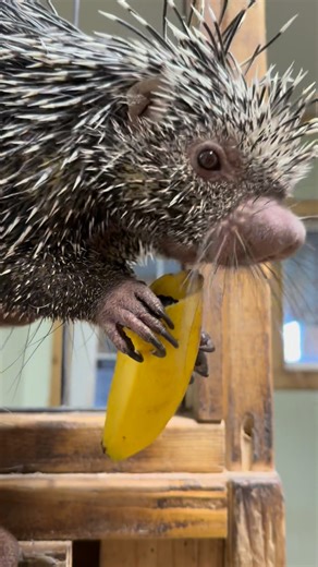 Getting ready for Thanksgiving with Meredith and her festive banana cornucopia, bursting with delicious berries! 🍌🍓🦔🫐Let the holiday feasting begin! If you are interested in sponsoring a special Thanksgiving feast for our animals, please click the link below👇 🔗 https://eagleeyefarm.net/collections/farm-feedings-1 ➡️ Help support the farm NOW by commenting, sharing, and liking! Every interaction makes a difference for us and all the animals. Thanks for being part of our community! #eagleeye
