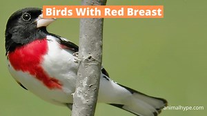 20 Birds With Red Breasts (With Pictures) - Animal Hype