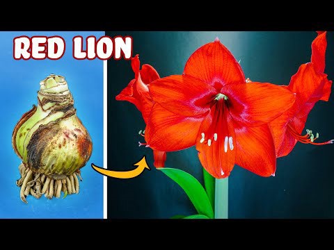 Growing Red Amaryllis Flower Time Lapse - Bulb to Blossom (48 Days)