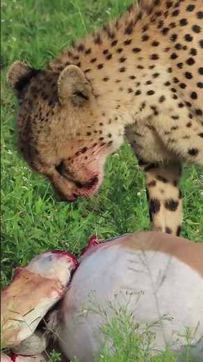 Cheetah Feasts After the Chase!
