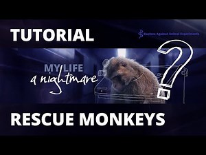 Sign the petition against animal testing on monkeys - Tutorial