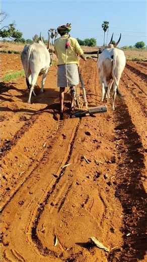 🚜 Farmer's Life – Moments of Ploughing the Field🐂🙏#JaiKisaan #RythuLife #Farming #SupportFarmer#s...