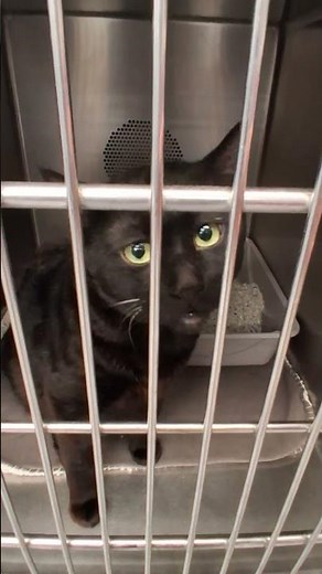 No One Wanted This Black Cat 😢🐈‍⬛❤️ So I Took Her Home 🏠✨