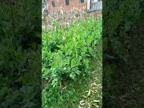 Teach Kids Conflict Resolution: Avoiding Arguments & Fear