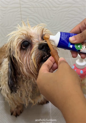 Silicone Pet Toothbrush for Effective Dog Dental Care