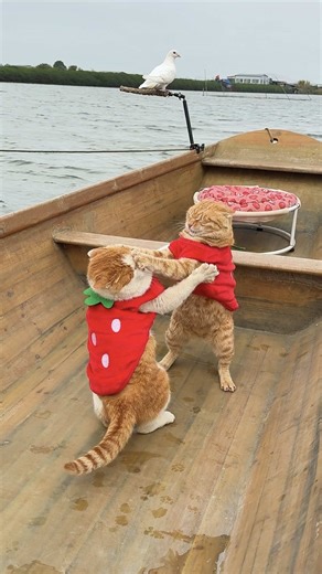 Spring Festival Fishing Cat Mukbang Experience