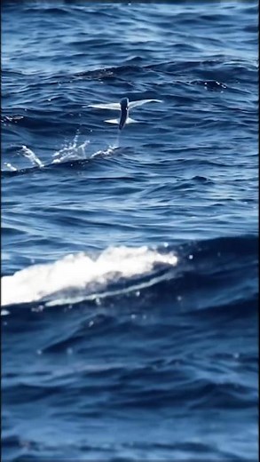 Flying Fish in Action | Nature’s Incredible Ocean Glider #shortvideo #fish