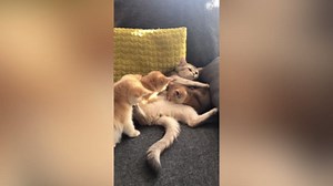 Curious Kitten Tries to Help Friend Stuck in a Jar