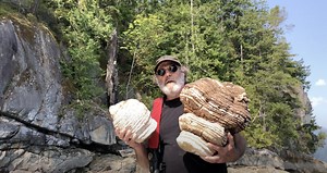 Deep dive: Fomitopsis officinalis Agarikon — Paul Stamets