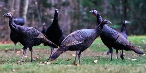 Hunting may influence gender of wild turkey offspring, UGA researchers find