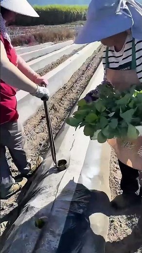 Farmer Teaches You How to Plant Vegetables Precisely and Efficiently!