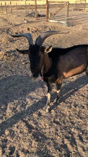 Goats at home #krittercowboy #goat #wildlifecontrol #animals