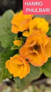 4 Most Gorgeous Primula Varieties You Must Grow This Winter | Winter Flowering Beauty | #shorts