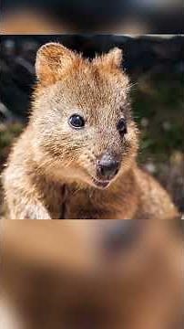 The Quokka: The Happiest Animal on Earth