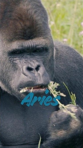 Zodiac signs as animals Zodiac Signs TikTok | #Zodiac Signs #shorts #Zodiac #myzodiac