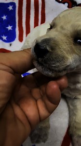 What’s her name ??? Standard poodle in Poetry Texas and she needs a name ! | Poetry Poodles