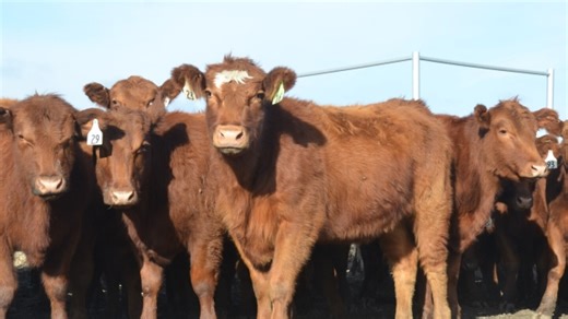 Building Back Better Using Breeding Objectives and Selection Pressure