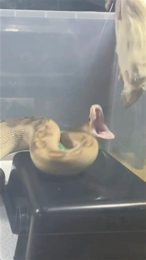 CROCODALE JR. | Champagne Lavender Royal / Ball Python | #strike #short 🐉🎬 (07.07.25)