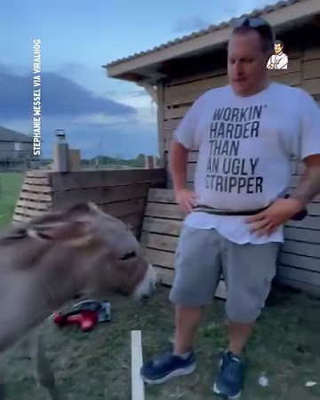 3.1M views · 26K reactions | Remember never to hire a Donkey when working on-site!  | Dad Jokes | Facebook