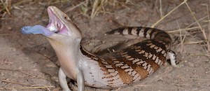 Why Do Blue-Tongued Skinks Have Blue Tongues?