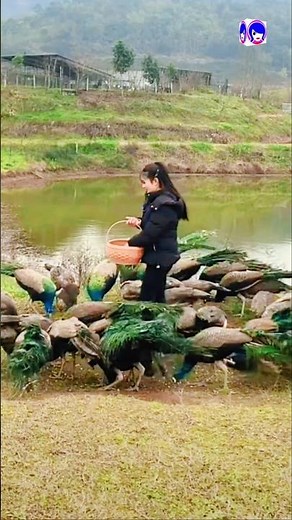 🦚 Wild Peacock Feeding | Rare Nature Moments | Peacock Behavior Explained #peacock