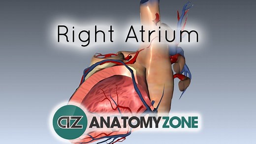 Right Atrium - 3D Models, Video Tutorials & Notes | AnatomyZone