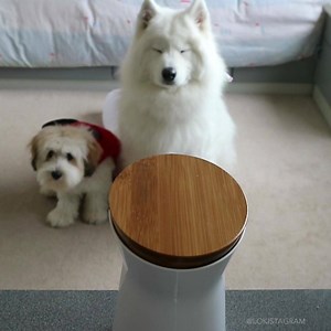 209 reactions · 47 shares | Is your pup throwing a paw-ty at home while you're gone? See, talk and toss treats to your dog remotely with trainer and vet-approved Furbo Dog Camera. Furbo Dog Camera's holiday sale is just around the corner! Leave your email woof us and save $110 on your Furbo on 12/10! goo.gl/ztgnMY | Furbo Pet Camera | Facebook