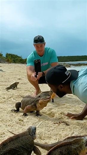 Hanging out with some island iguanas in the Bahamas 🌴🦎 I don’t know about you, but ~iguana~ do more Bahamas rows after seeing this! 🤪🚣 | Hydrow