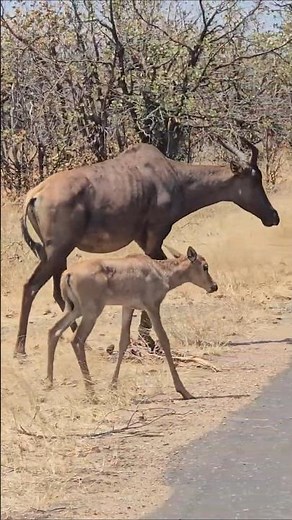 Rare Tsessebe and Calf Sighting in Kruger National Park Africa’s Fastest Antelope.