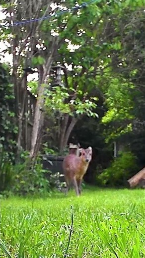 Muntjac and Freddie Fox in garden #fox #ouranimal #wildlife
