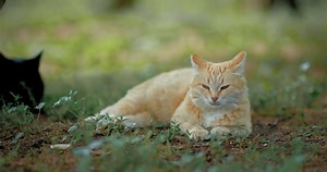 The Secret Science Behind the Sloth’s Impossible Survival