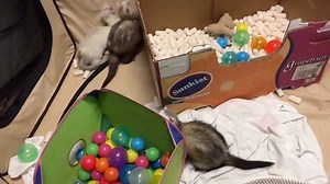 When ferrets are excited, they perform what is called a “weasel war dance,” which is a series of leaps, sideways hops, and bumping into nearby objects. Such a display is not a sign of aggression but rather an invitation to play and a normal expression of joy. Video by Zookeeper Courtney. #nationalferretday #ferret #ferrets | Folsom City Zoo Sanctuary