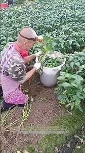 Farmer’s Clever Trick: How to Harvest Edamame With a Bucket Comb