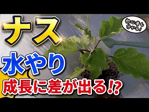 #8.【ナスの育て方】水やりは1日15㍑ 必要？【家庭菜園】初心者もよくわかる