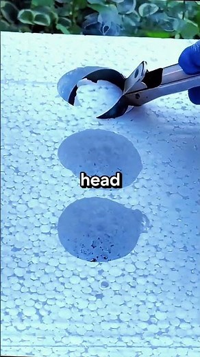 if you see goofy safari don't do this #disney #curiosities #funfacts #funfactstoknow