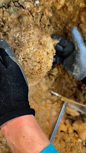 896K views · 99K reactions | Boring or cool? Mostly white agate coral geode head I found several years ago in an underground, prehistoric coral reef which had the perfect conditions to turn these ancient coral skeletons into a lumpy type of quartz rock called botryoidal agate. Cut open with @digdivediscover’s big saw | SHRKco | Facebook