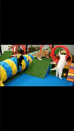 Kittens Play in Obstacle Course 😺🎯😂