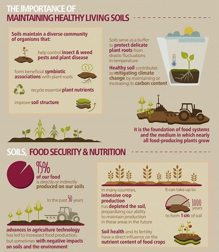 Soil health is crucial for food production - here's how to better protect it