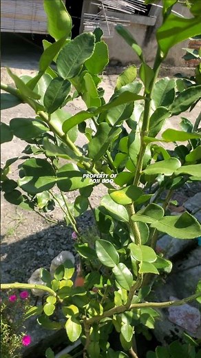 KAFFIR LIME or Citrus hystrix #lime #kaffirlime #limeleaves #kaffirlimeleaves #citrushystrix