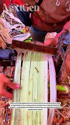 Turning Pineapple Leaves into Strong Natural Fiber! Traditional Extraction Process