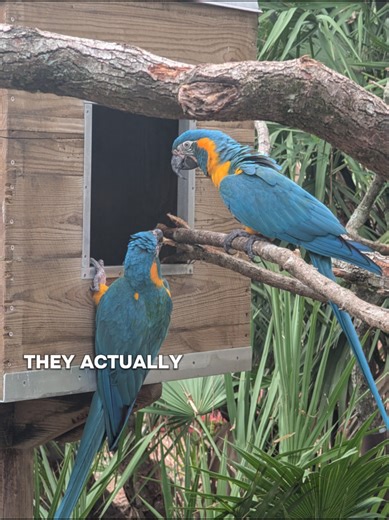 Discover the Taurus Tribe: Traits and Characteristics