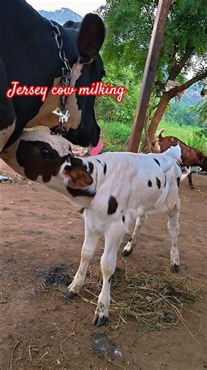 MILKING a Cow is Actually Really Easy! #shorts #shotrs #shortfeed #milk #farm