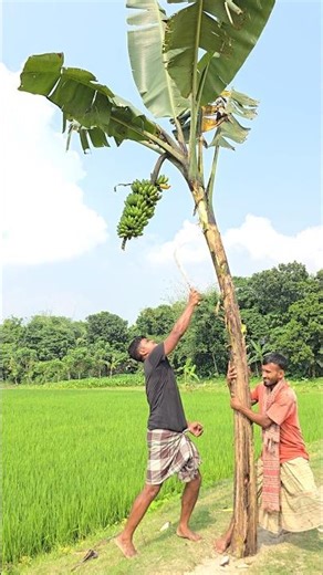 Funny banana 🍌😱 part 2404 #shorts #viral #banana #satisfying #shortsviral #farming #bananacutting