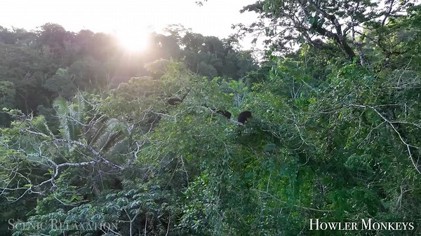 Exploring Tikal and Wildlife in Guatemala – 4K Drone Footage