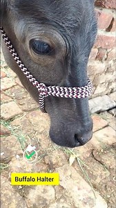 Perfect Buffalo Halter in Just 1 Minute! #diy #knot #hacks #tips #shorts #youtubeshorts