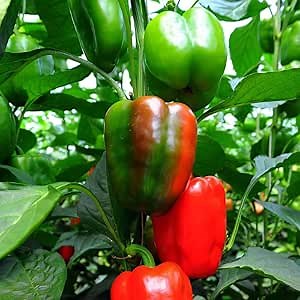 Sweet Pepper Seeds - California Wonder - Packet - Vegetable Seeds, Heirloom Seed, Open Pollinated Seed Easy to Grow & Maintain, Container Garden
