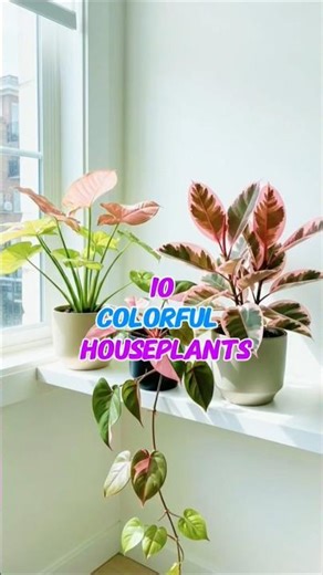 10 Most Colorful Houseplants That Will Brighten Your Home!#colorfulplants#colorfulhouseplants